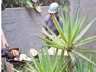 Corte e Poda de arvore Limpeza de terreno Rocar Morumbi Servicos especializados no [***] 