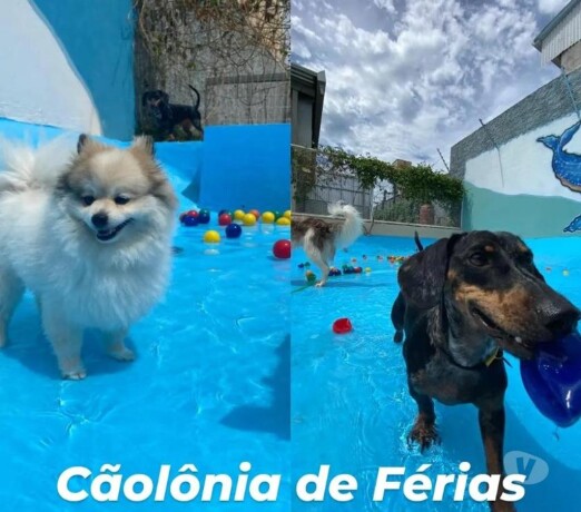 hotel-para-ces-maringa-pr-pet-shops-e-veterinrios-maringa-pr-no-323871981-big-0