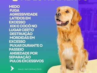 Adestrador de cães Barra da Tijuca - Pet shops e veterinários Barra da Tijuca 