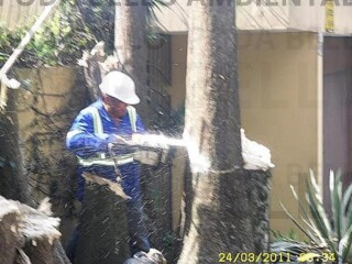 Corte e Poda de árvore. Limpeza de terreno, jardim, coqueiro Raposo Tavares - Serviços especializados 